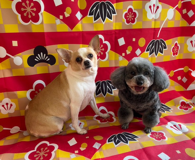 トイプードルチワワ ジェラちゃんルークちゃん トリミンググルーミングコース