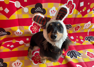 ダックスフンド にまめちゃん グルーミングコース