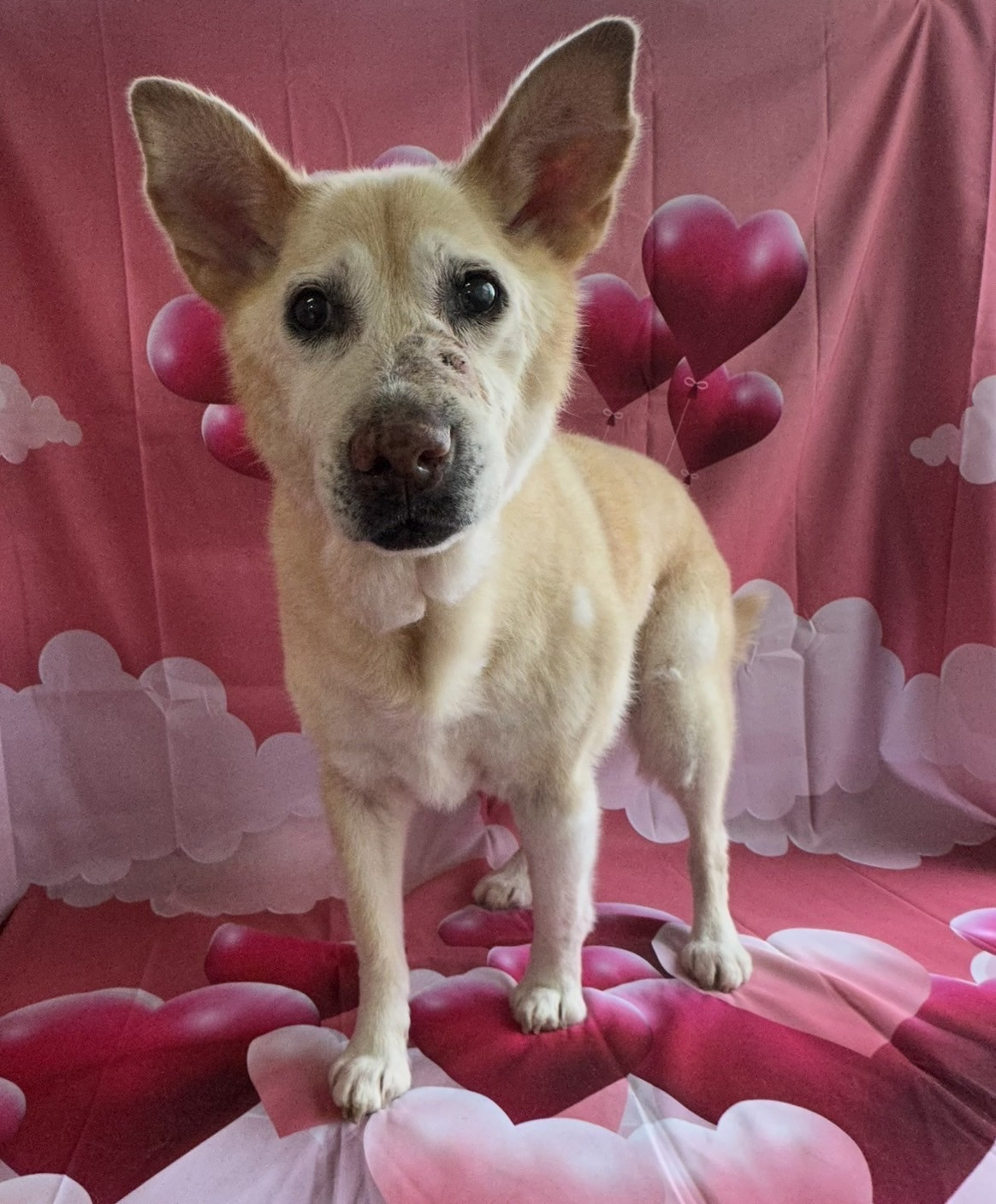 MIXのアイカちゃん グルーミングコース