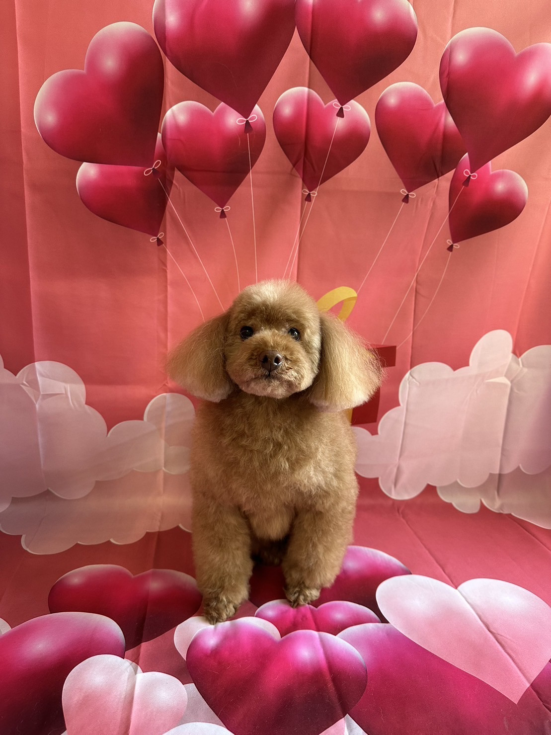 プードルのセシルちゃん トリミングコ ース