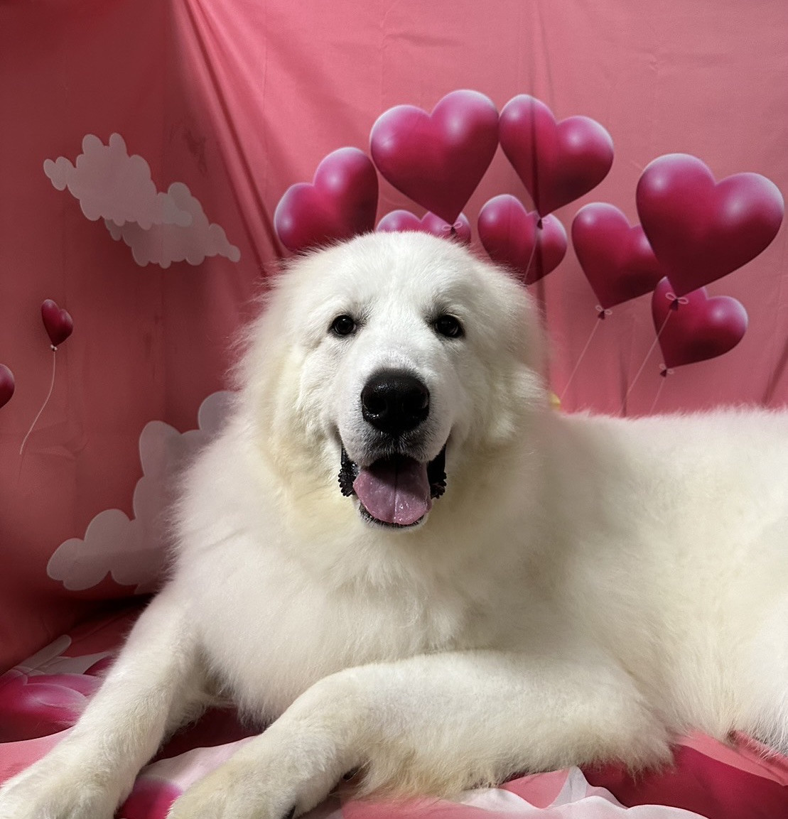 ピレニーズの燦太ちゃん グルーミングコース