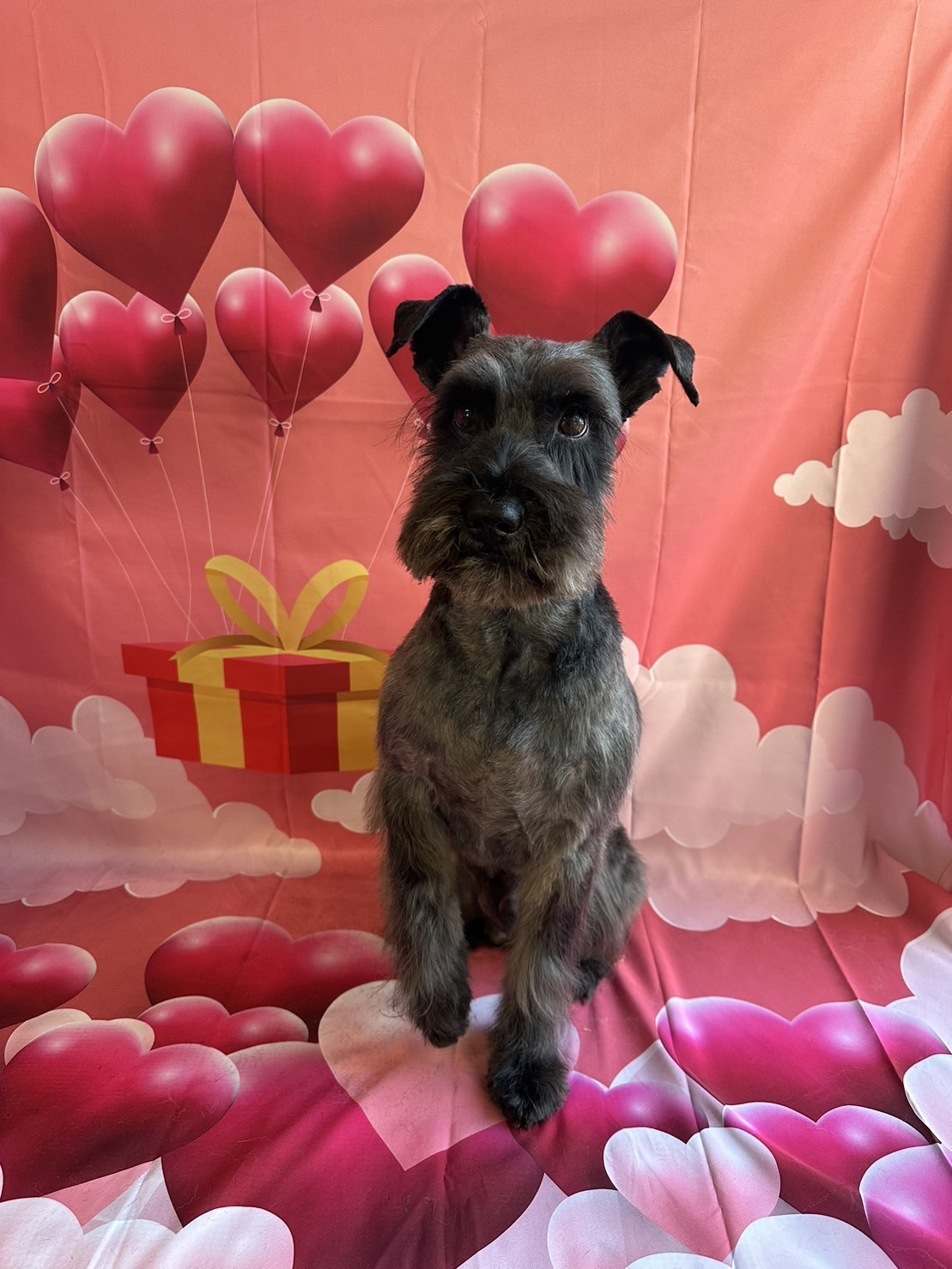 シュナウザーの風太ちゃん トリミングコース