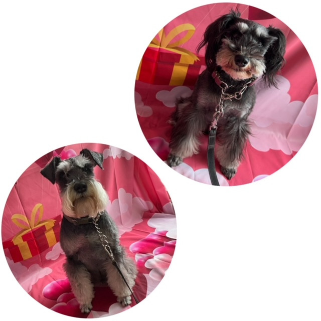 シュナウザー 空ちゃん海ちゃん オプション