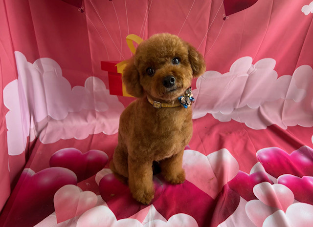 トイプードル そらちゃん トリミングコース