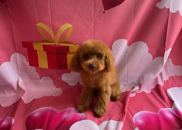 トイプードル むぎちゃん トリミングコース