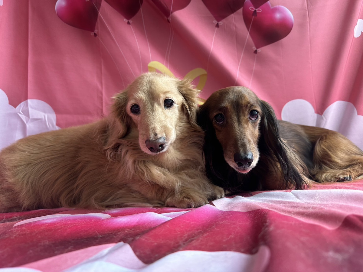 ダックスのきなこちゃん&ココアちゃん オプションコース 部分カット