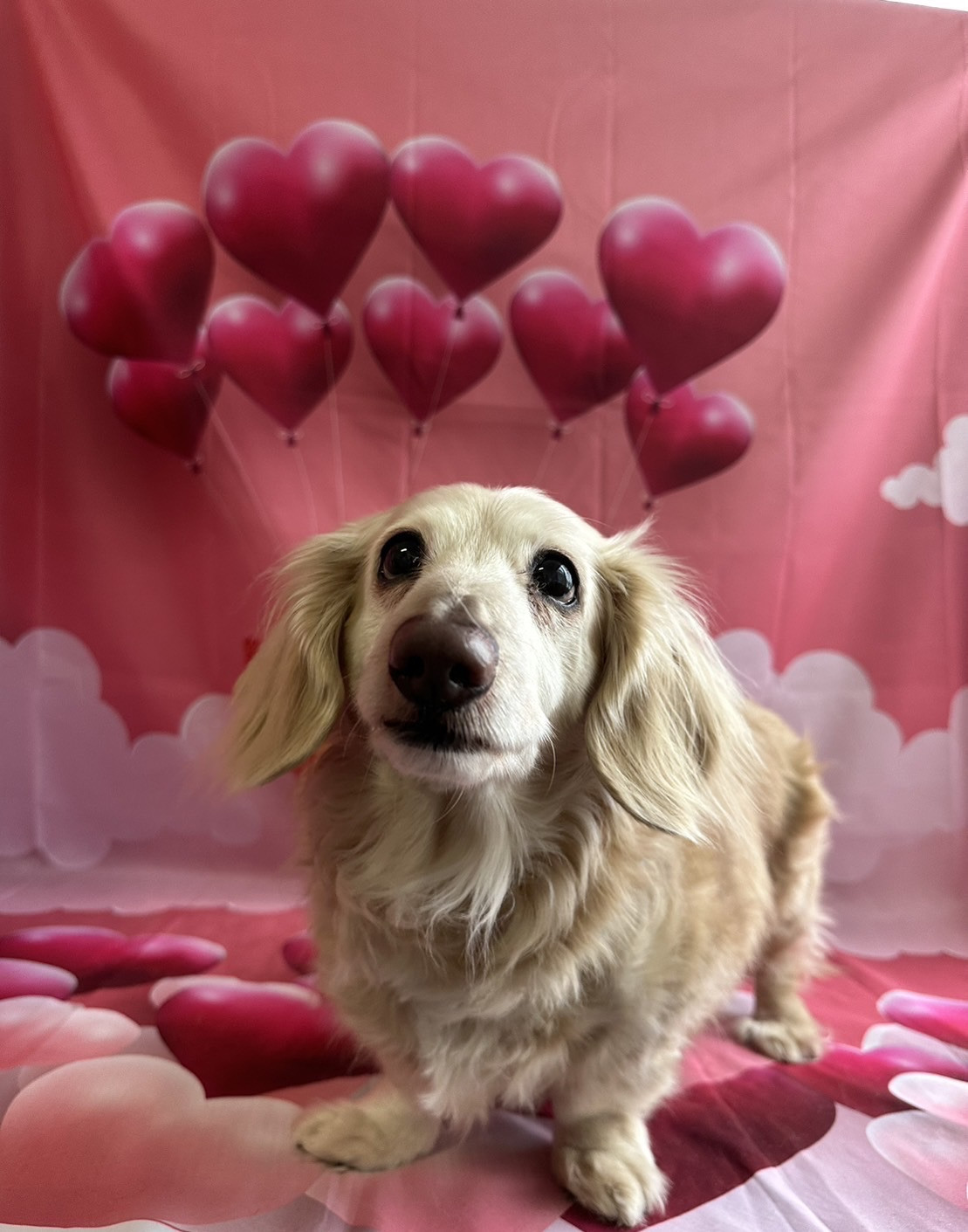 ダックスのチョコちゃん お爪切り 肛門腺絞り