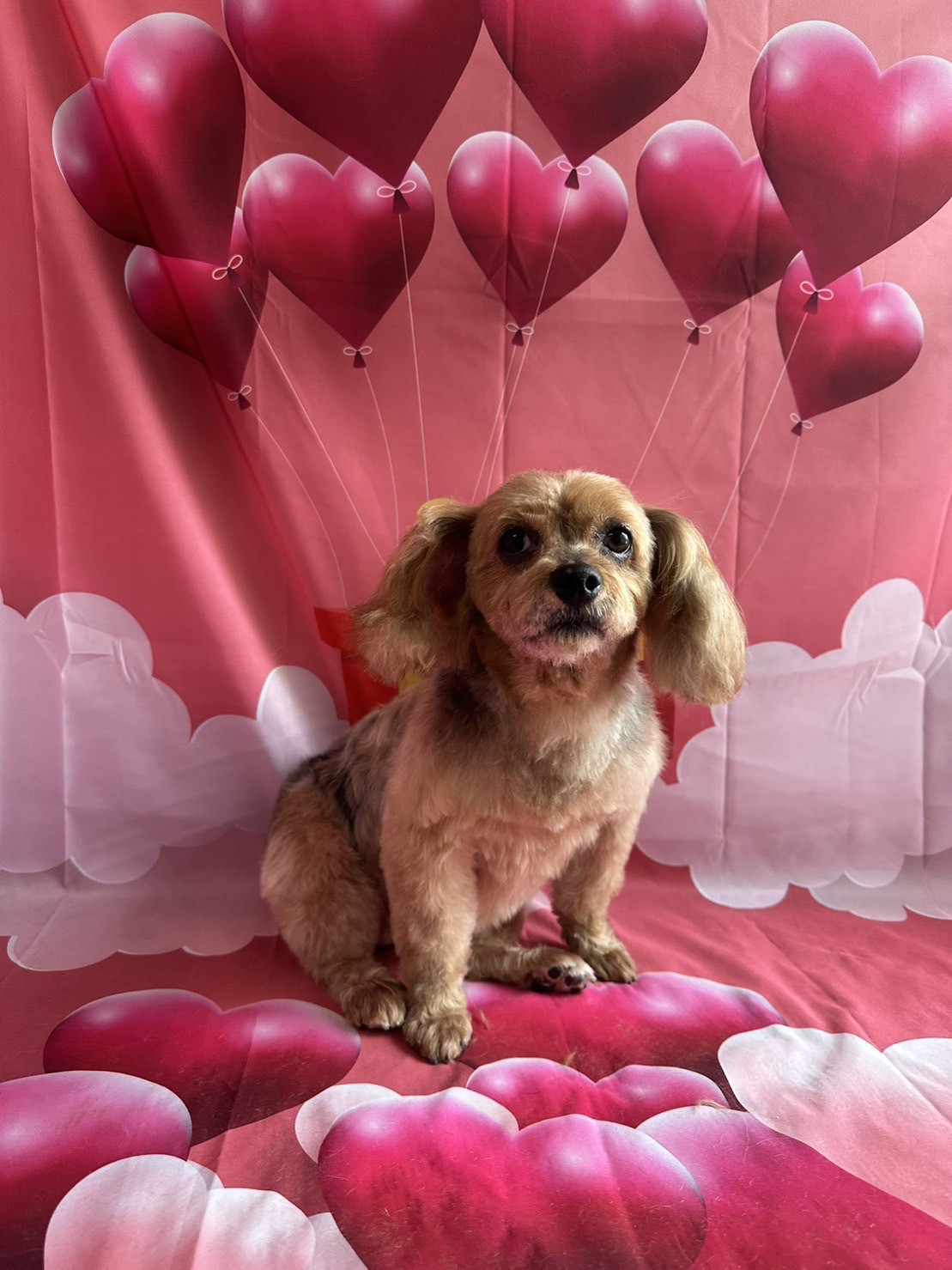 MIXの小豆ちゃん トリミングコース