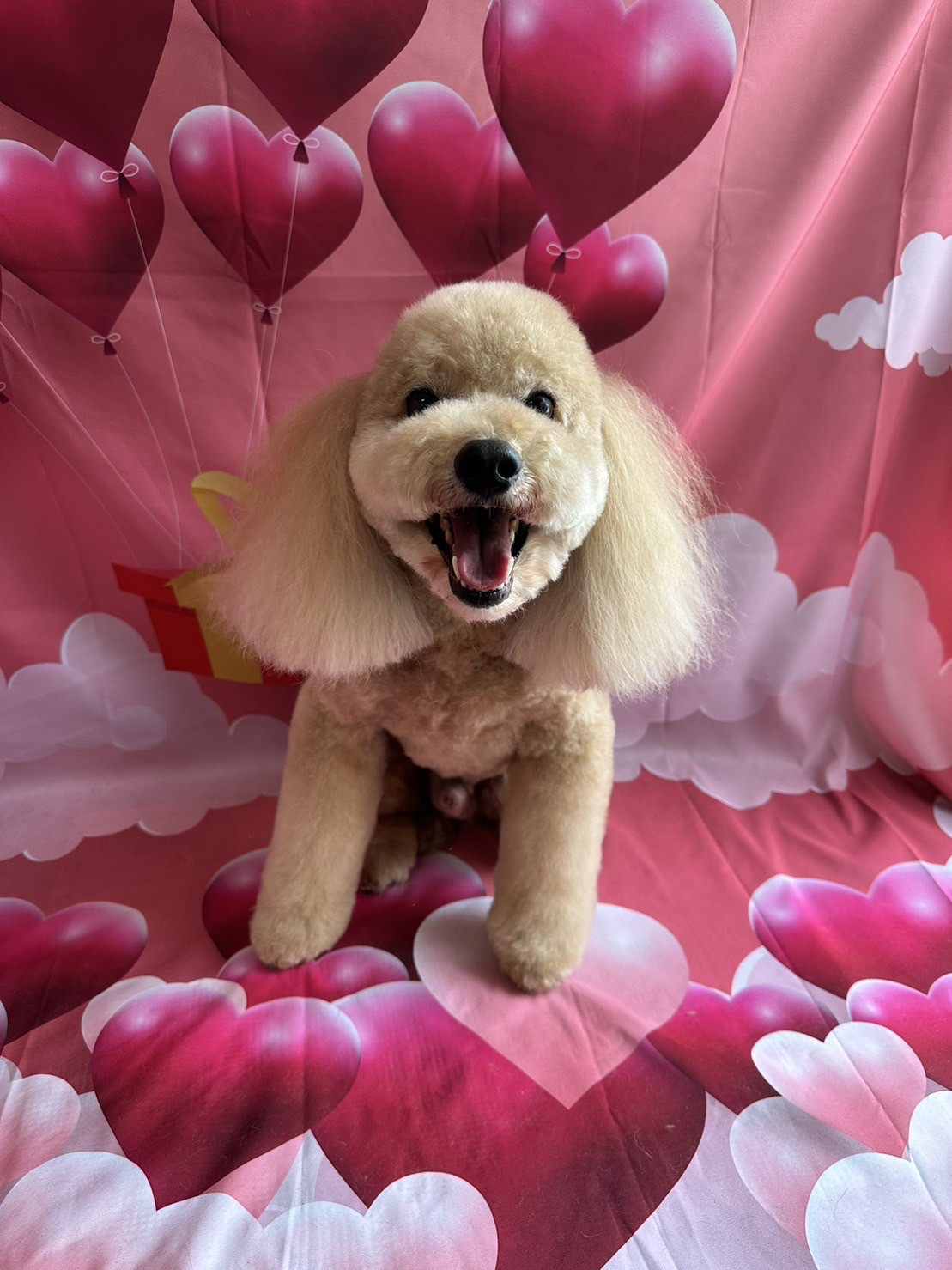 プードルのフクちゃん トリミングコース