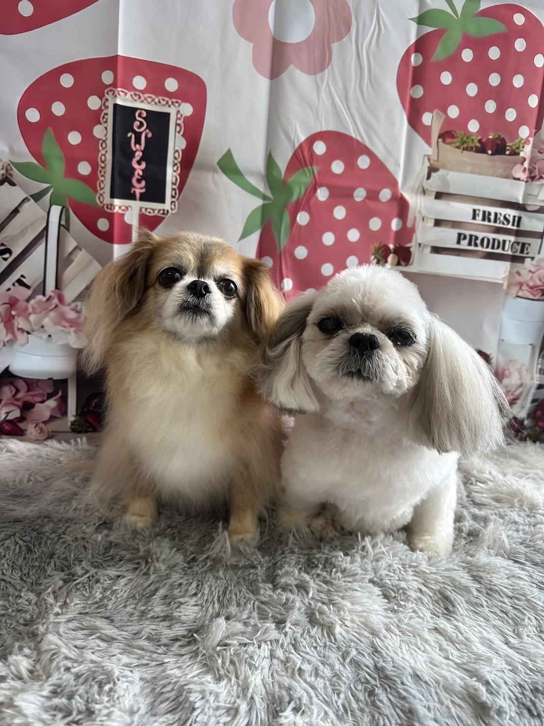 MIXのひかりちゃん&みらいちゃん トリミングコース