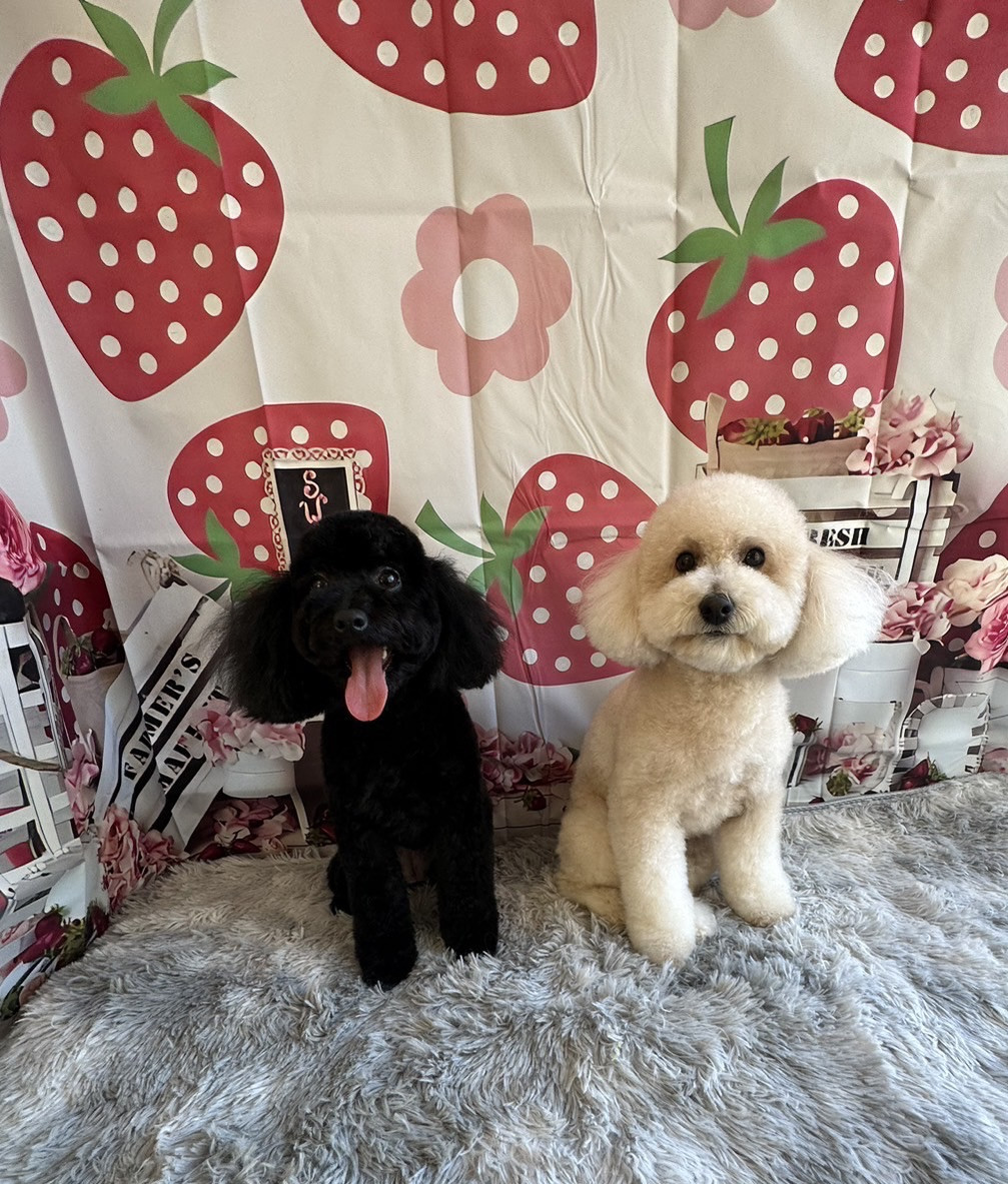 プードルの空ちゃん&天ちゃん トリミングコース グルーミングコース