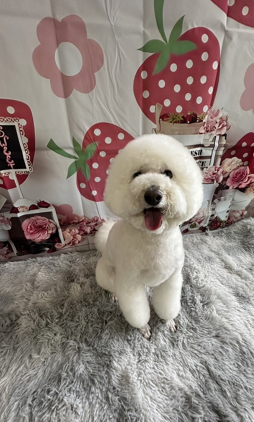 プードルのむくちゃん トリミングコース