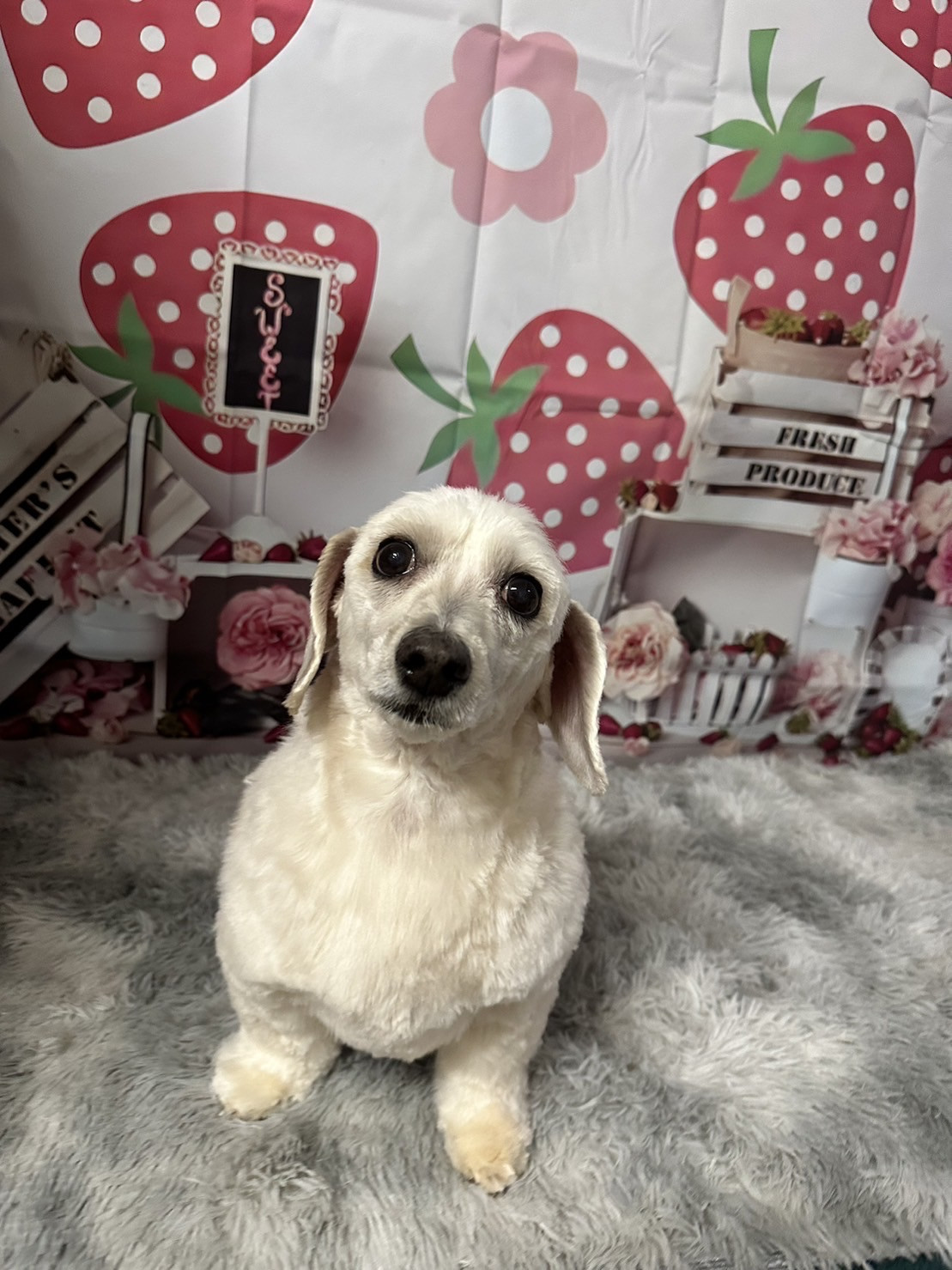 MIXのチャロちゃん トリミングコース