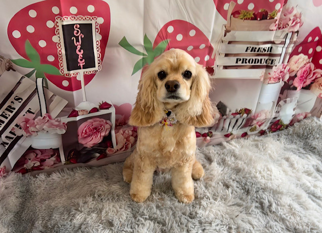 コッカー ココちゃん トリミングコース