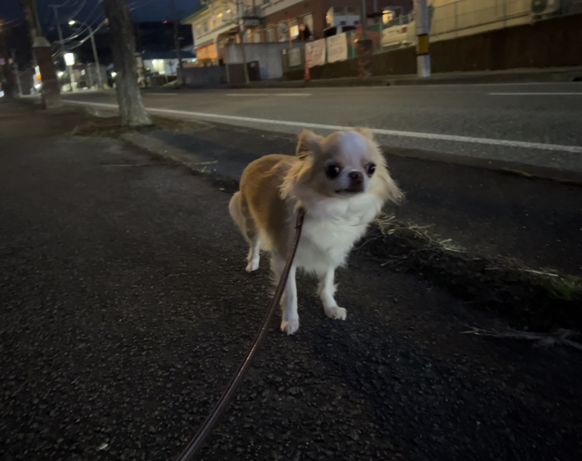 チワワ ミルちゃん お泊まりの様子