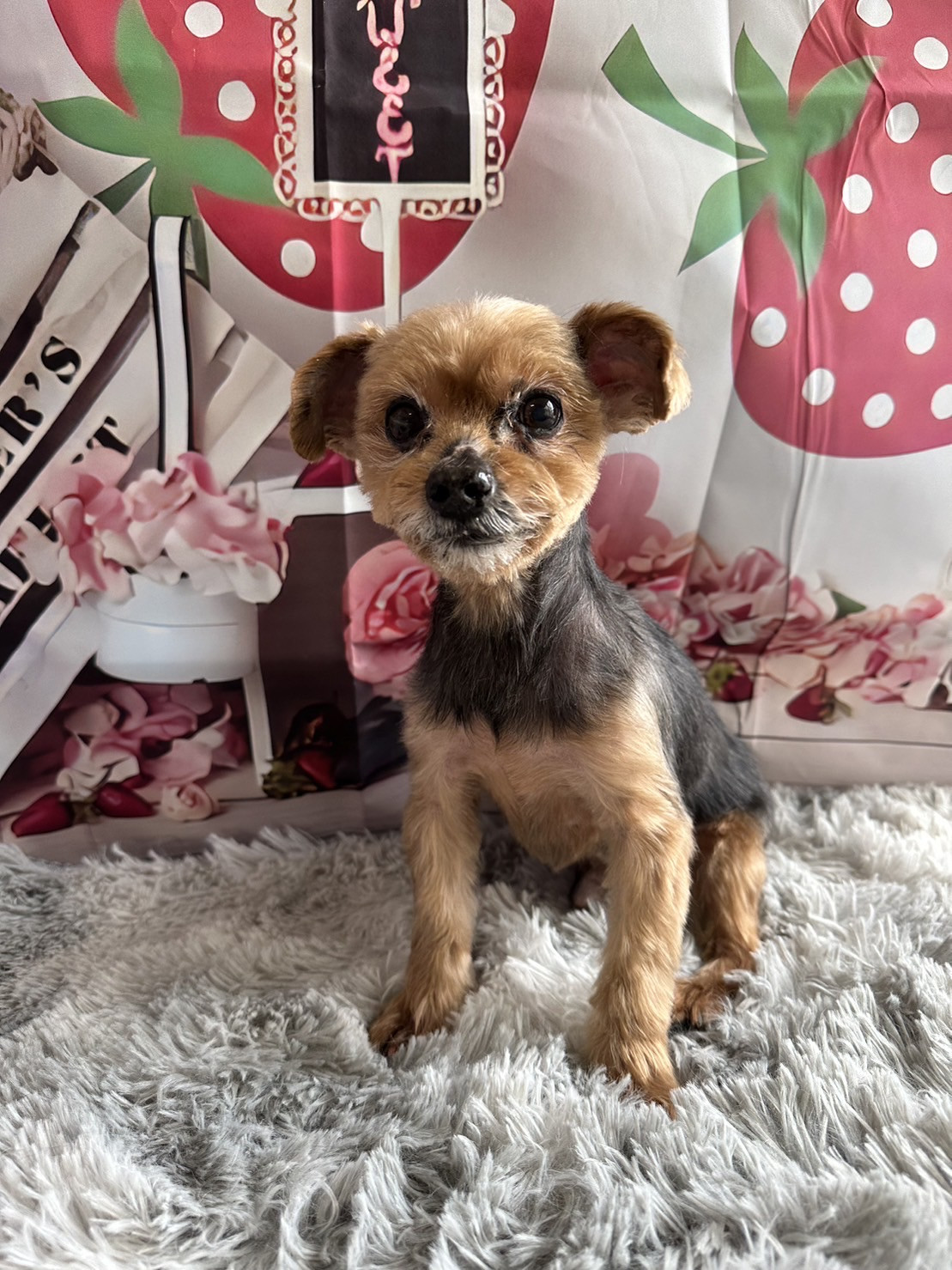 ヨーキーのカイちゃん トリミングコース