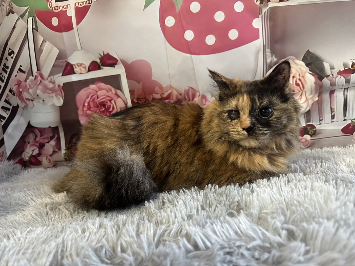 猫のキキちゃん お爪切り 足裏のカット