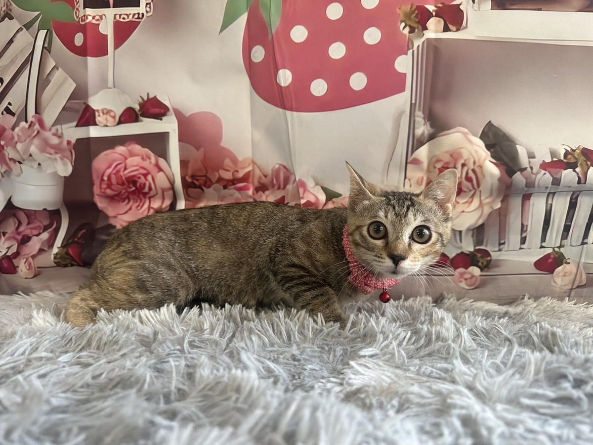 猫のちゅぱみちゃん お爪切り