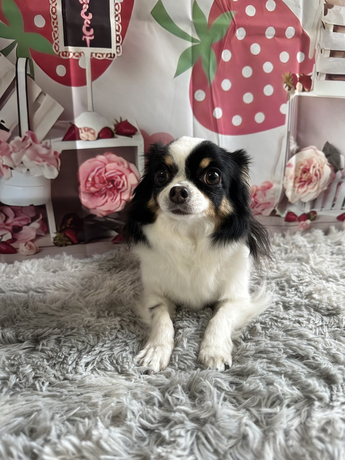 チワワのはなちゃん グルーミングコース 炭酸泉