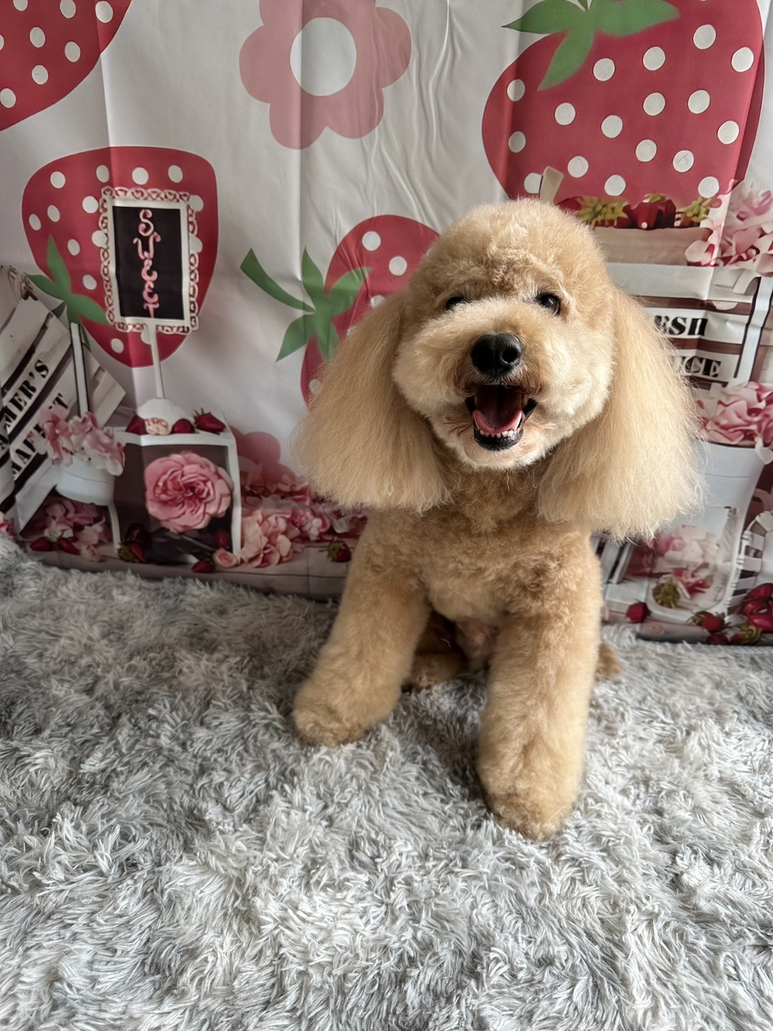 プードルのフクちゃん トリミングコース