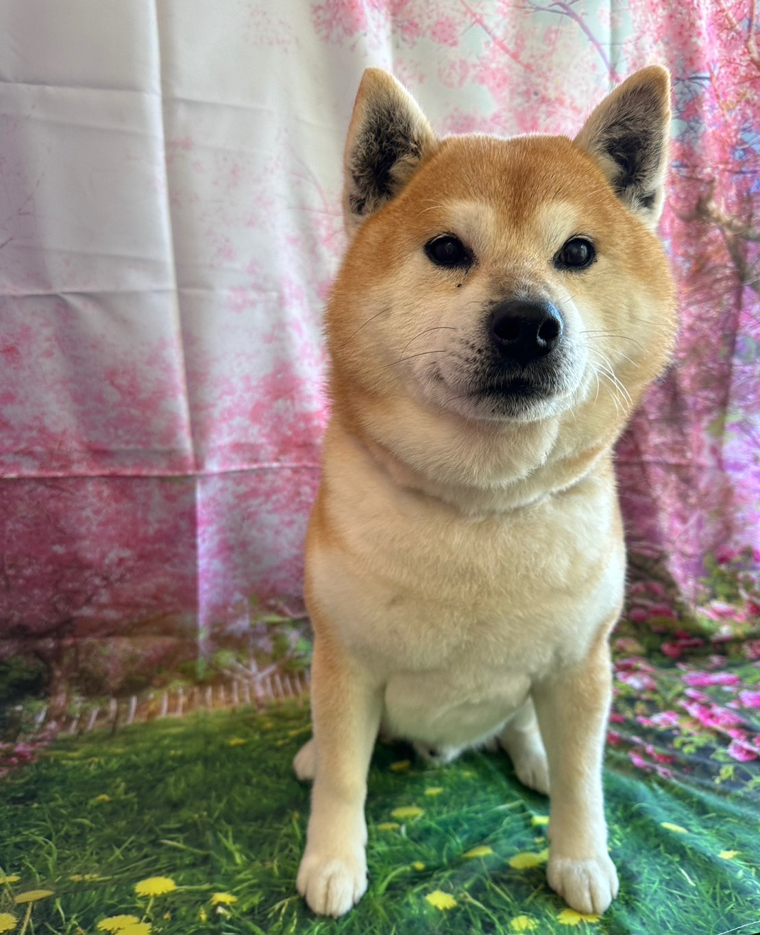 柴のテツちゃん グルーミングコース