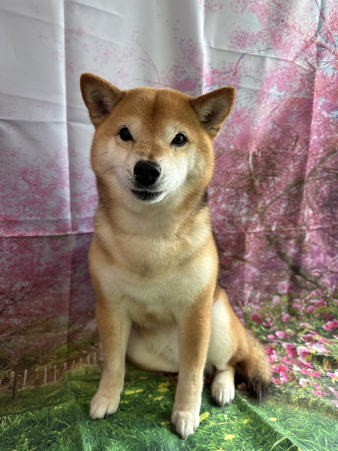 柴のちゃちゃ丸ちゃん シャンプーコース お爪切り 肛門腺絞り