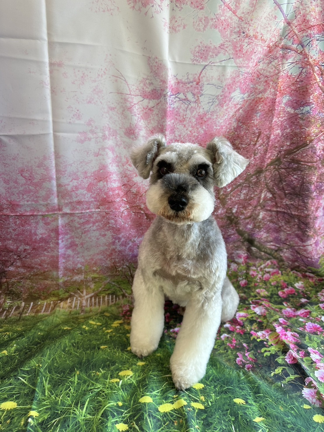 シュナウザーのペッパーちゃん トリミングコース