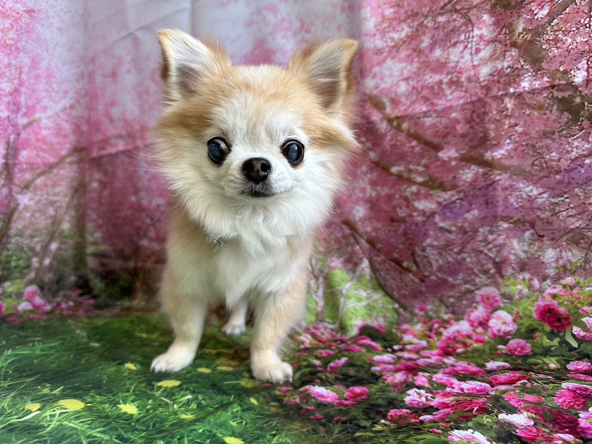 チワワのちよちゃん グルーミングコース デンタル 部分カ ット