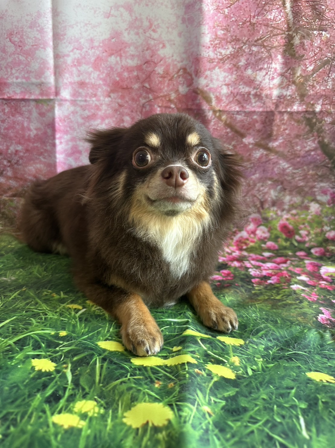 チワワのショコラちゃん グルーミングコース