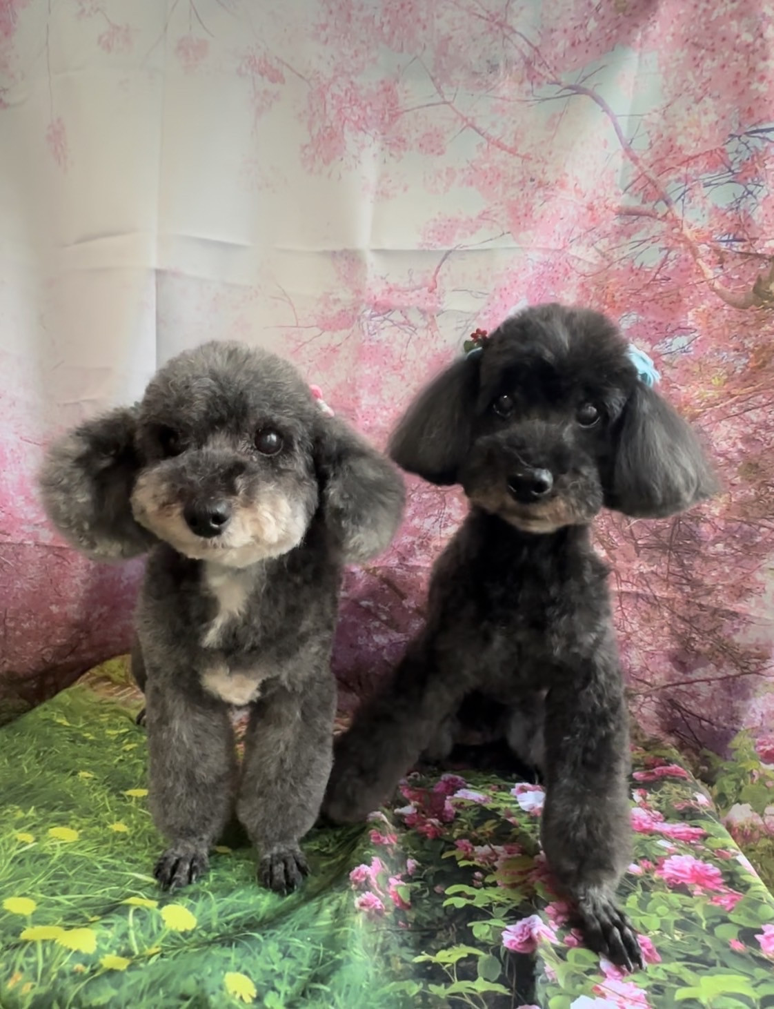 プードルのビビアンちゃん&ココちゃん トリミングコース デンタル