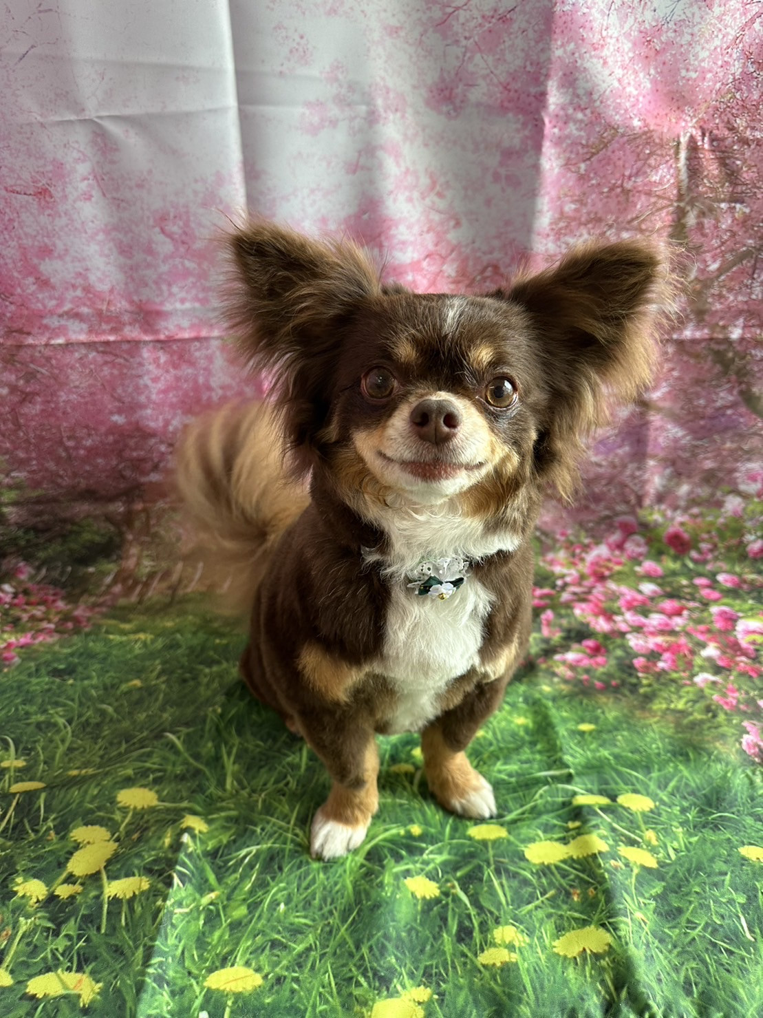 チワワのココちゃん トリミングコース