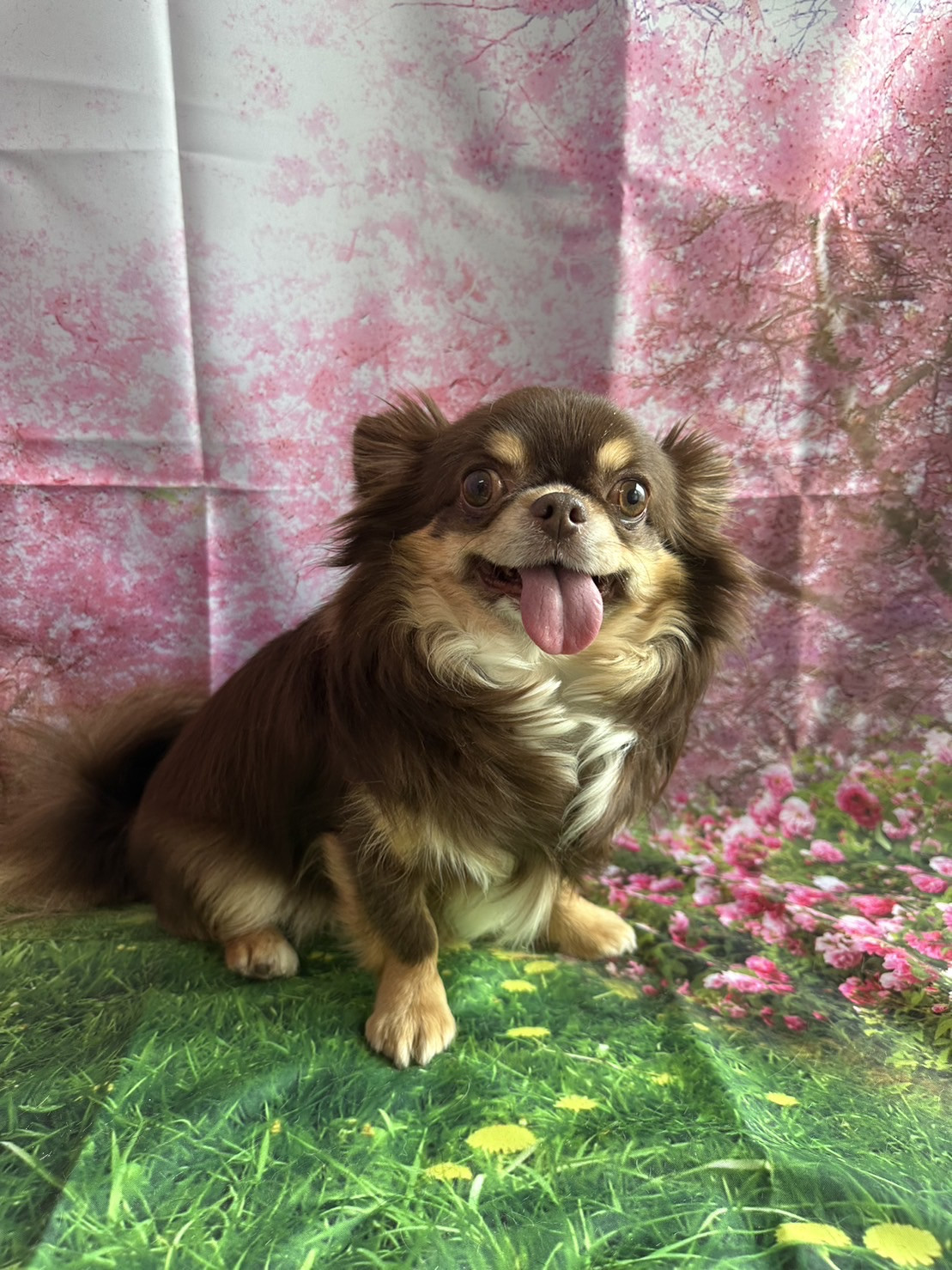 チワワのルークちゃん オプションコース 部分カット