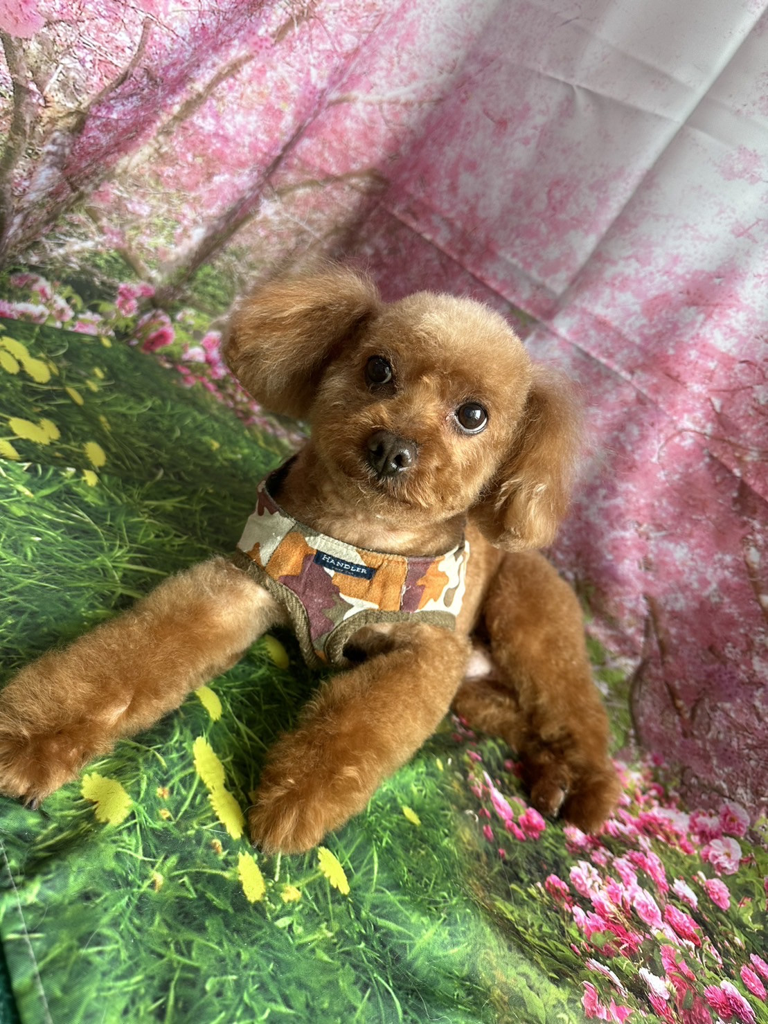 プードルのレオちゃん トリミングコース