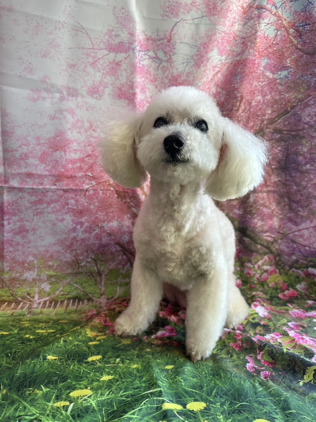 プードルのバニラちゃん トリミングコ ース