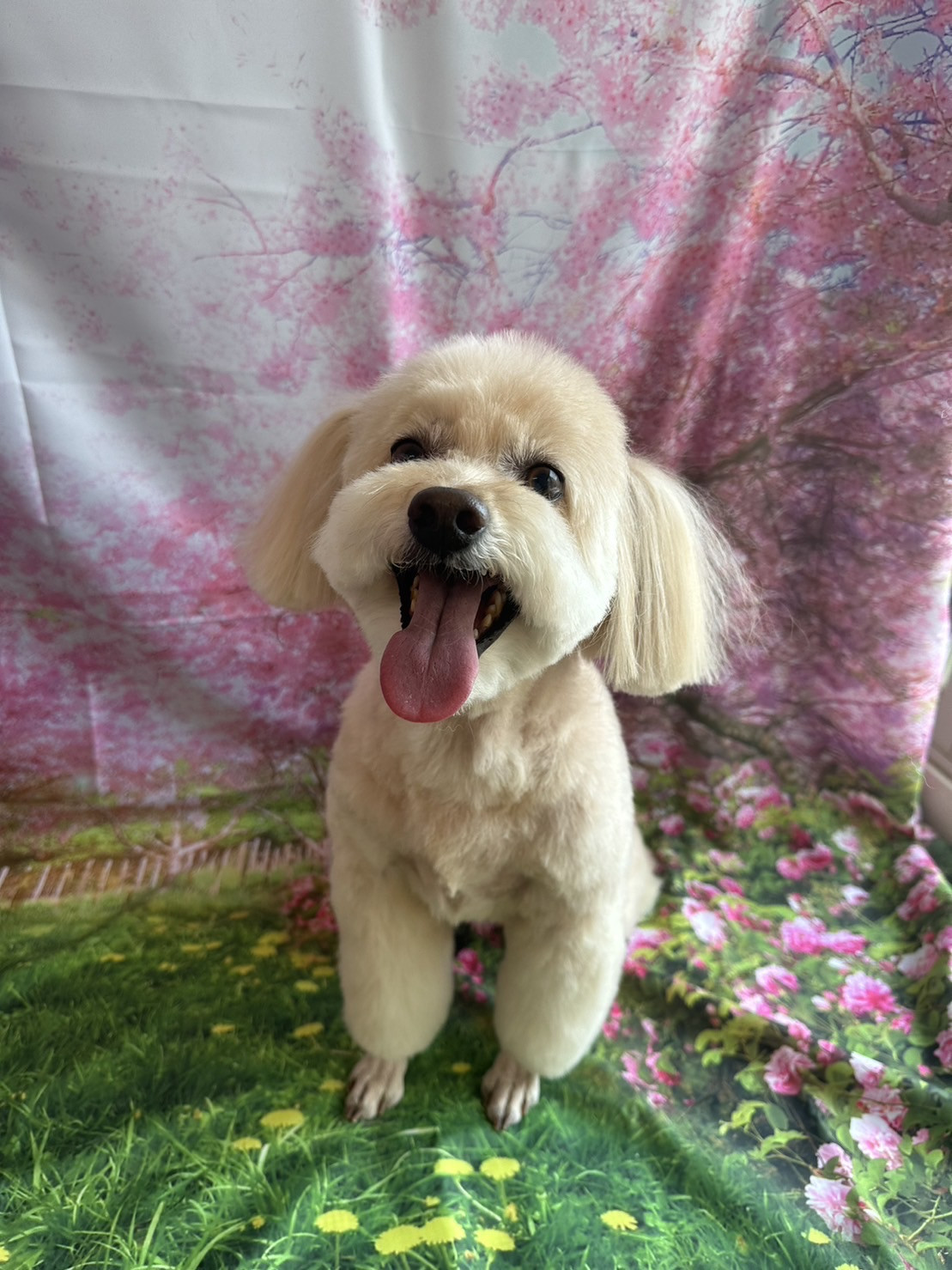 MIXのこはくちゃん トリミングコース