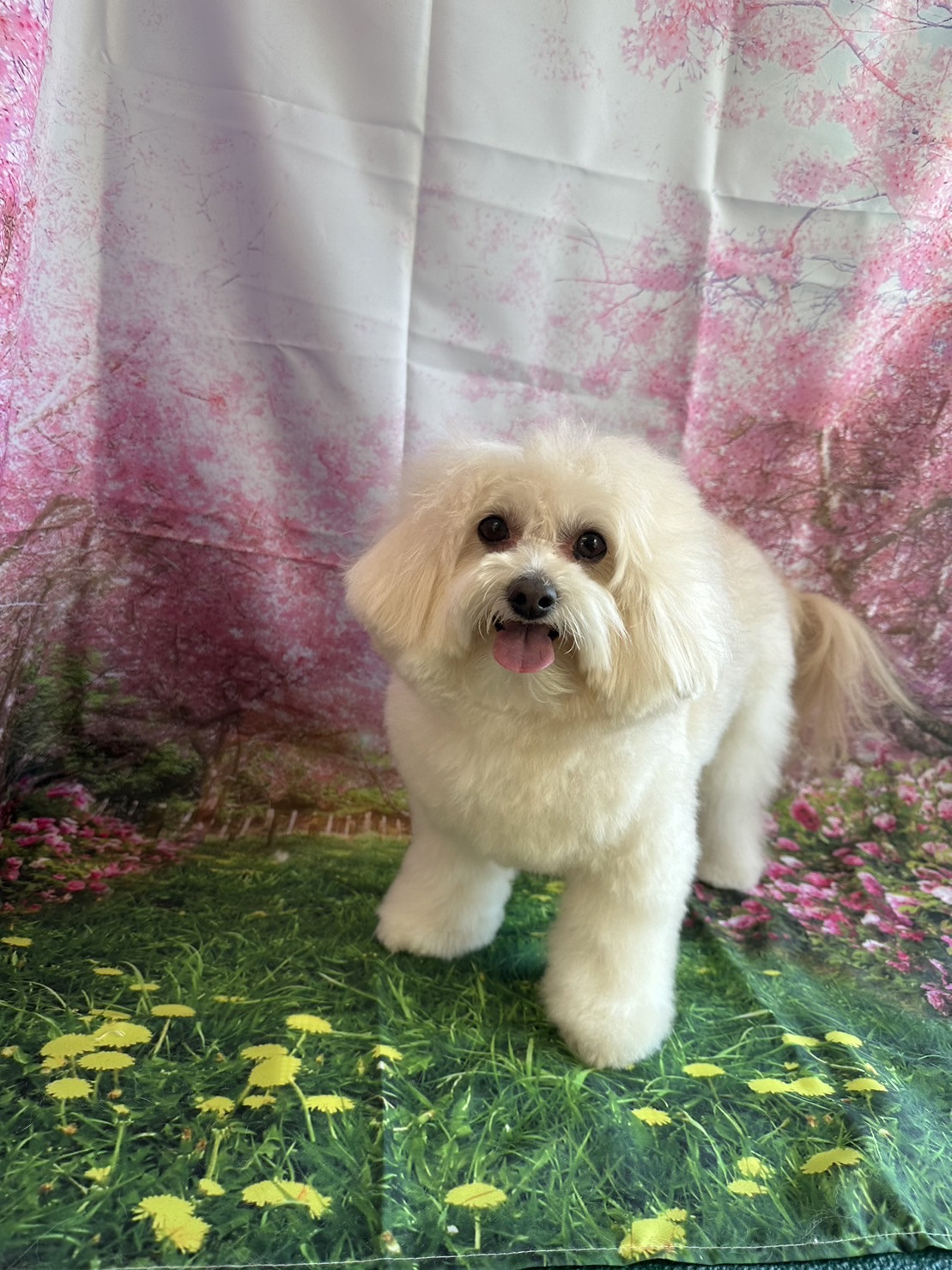 MIXのななちゃん シャンプーコース デンタル