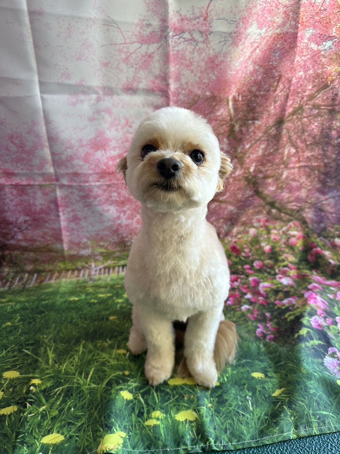 MIXのルクちゃん トリミングコース