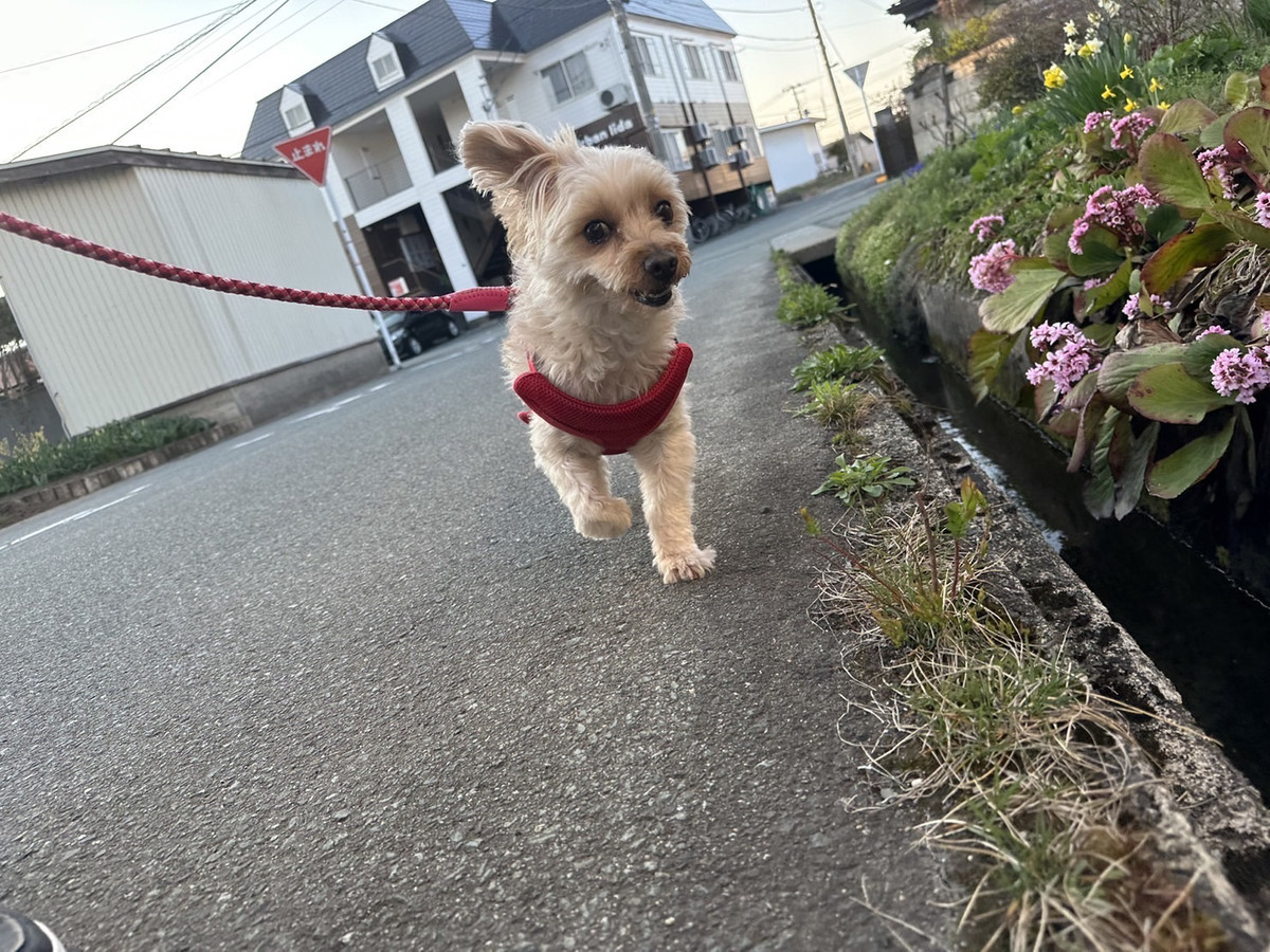 MIXのぎんじちゃん お泊まりの様子