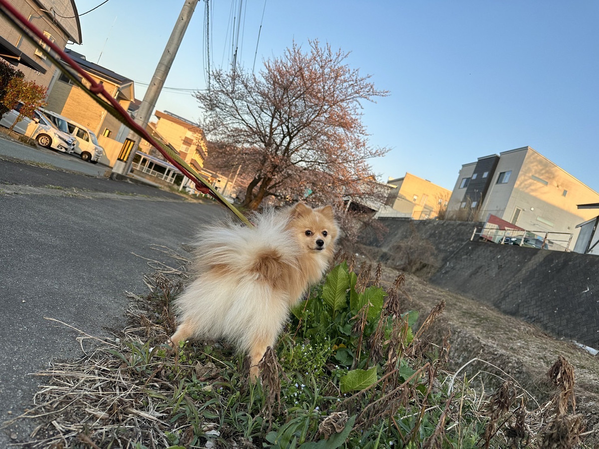 ポメラニアンのポンちゃん　お泊まりの 様子