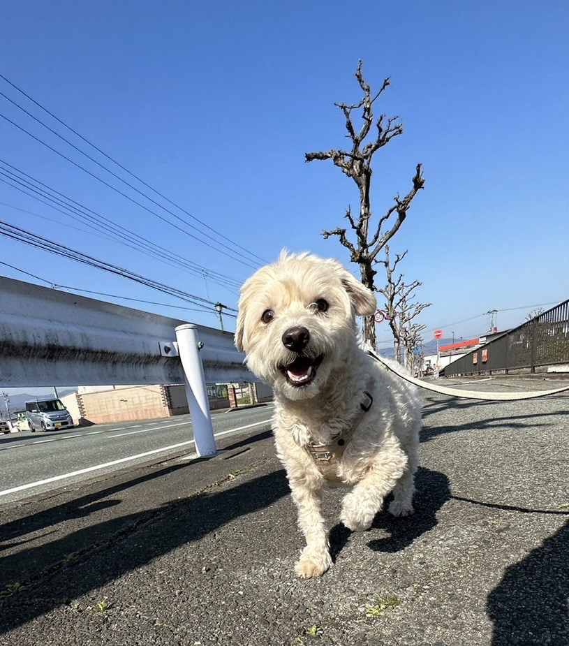 MIXのチープちゃん お泊まりの様子