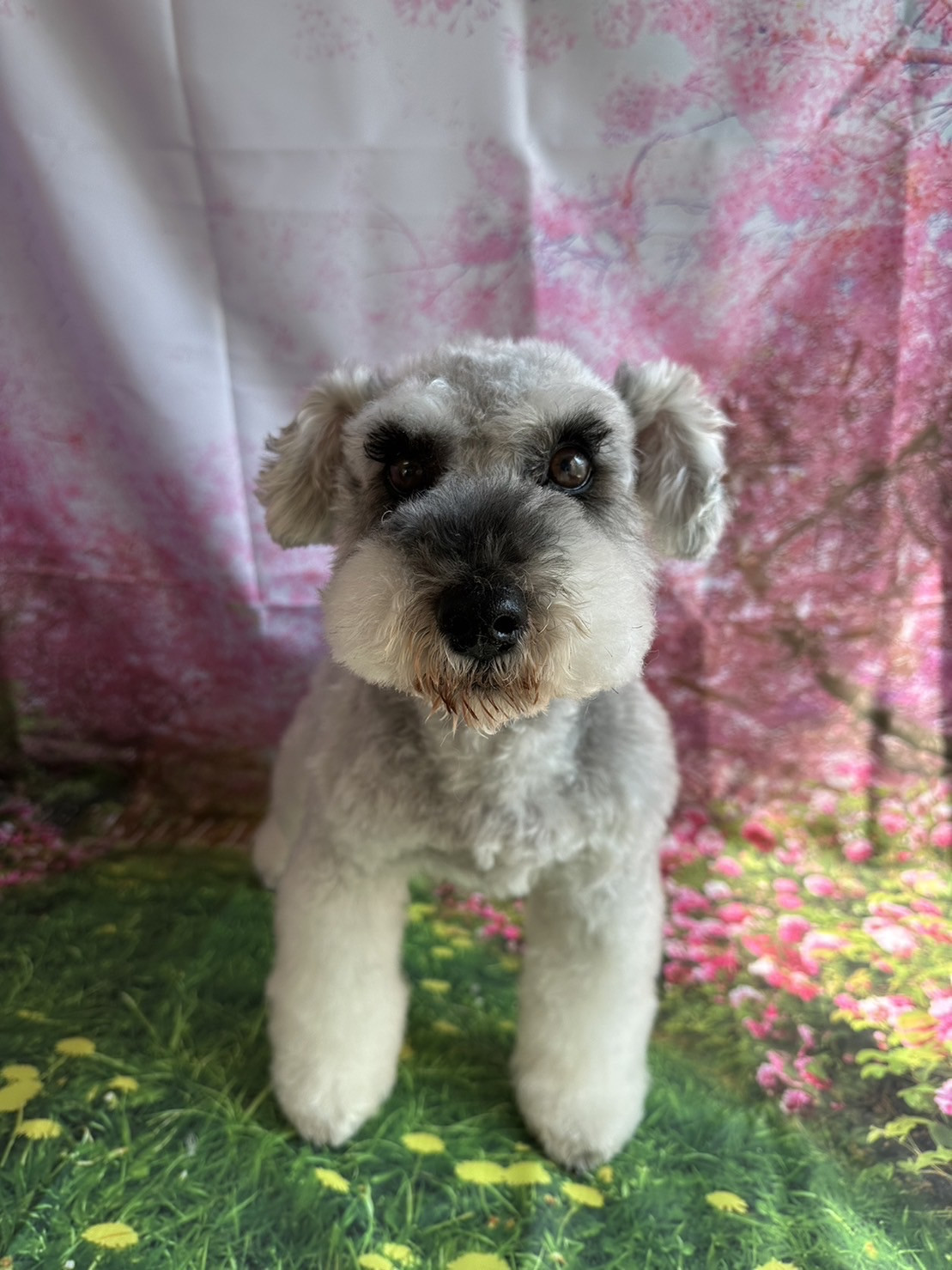 シュナウザーのペッパーちゃん グルーミングコース