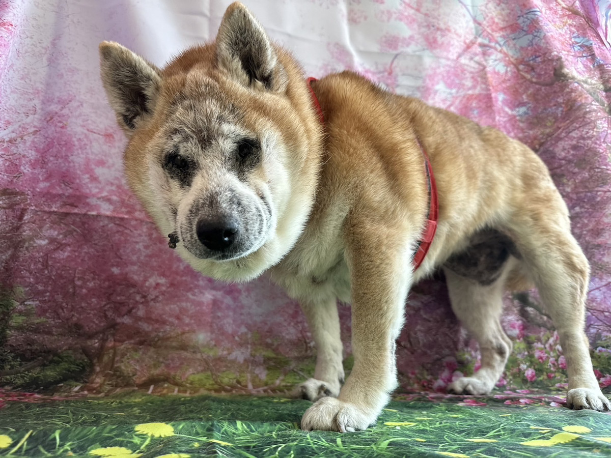 柴のジュンちゃん　お爪切り