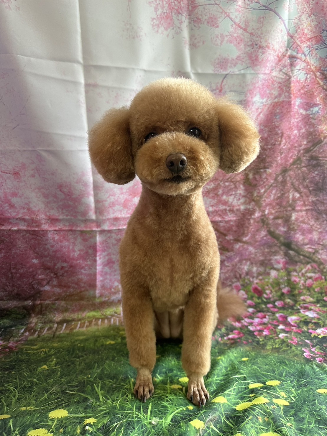 MIXのキャンディーちゃん トリミングコ ース