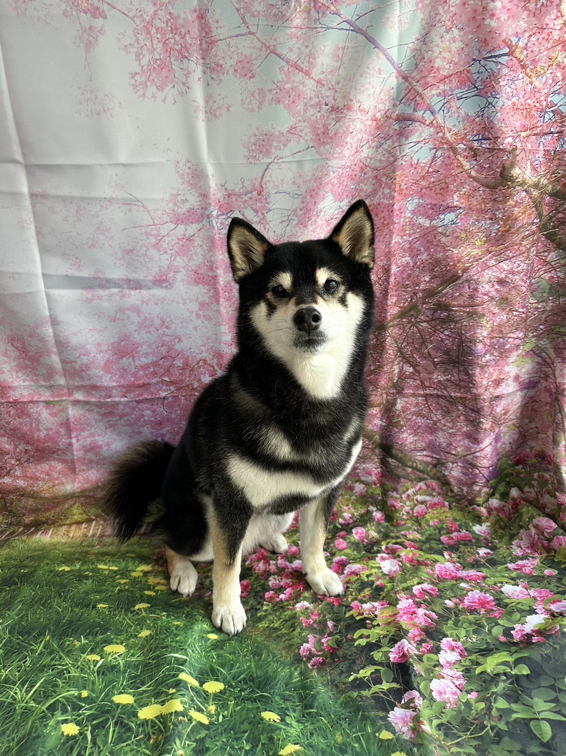 柴のくるみちゃん グルーミングコース