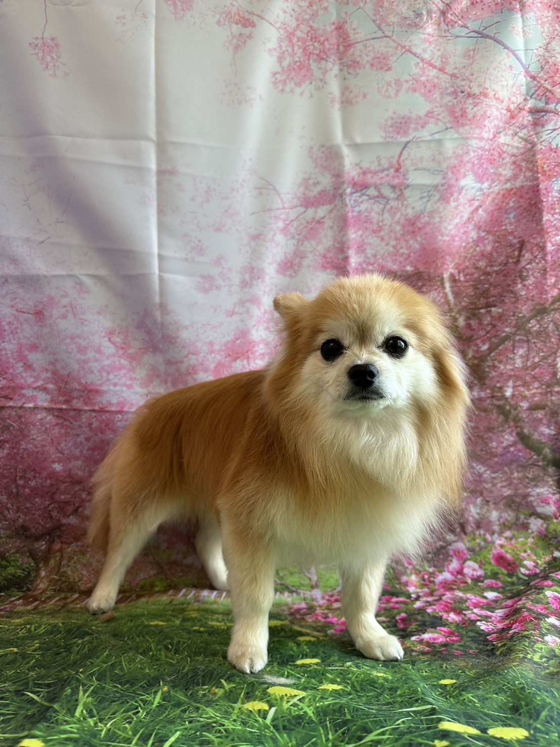 MIXの虎徹ちゃん グルーミングコース 部分カット