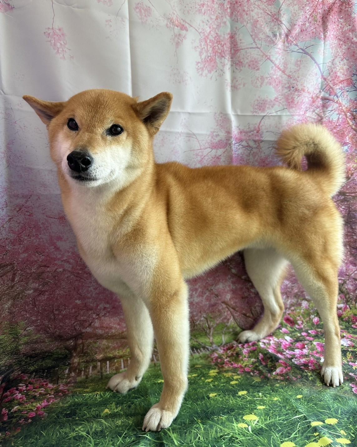 柴の力ちゃん シャンプーコース