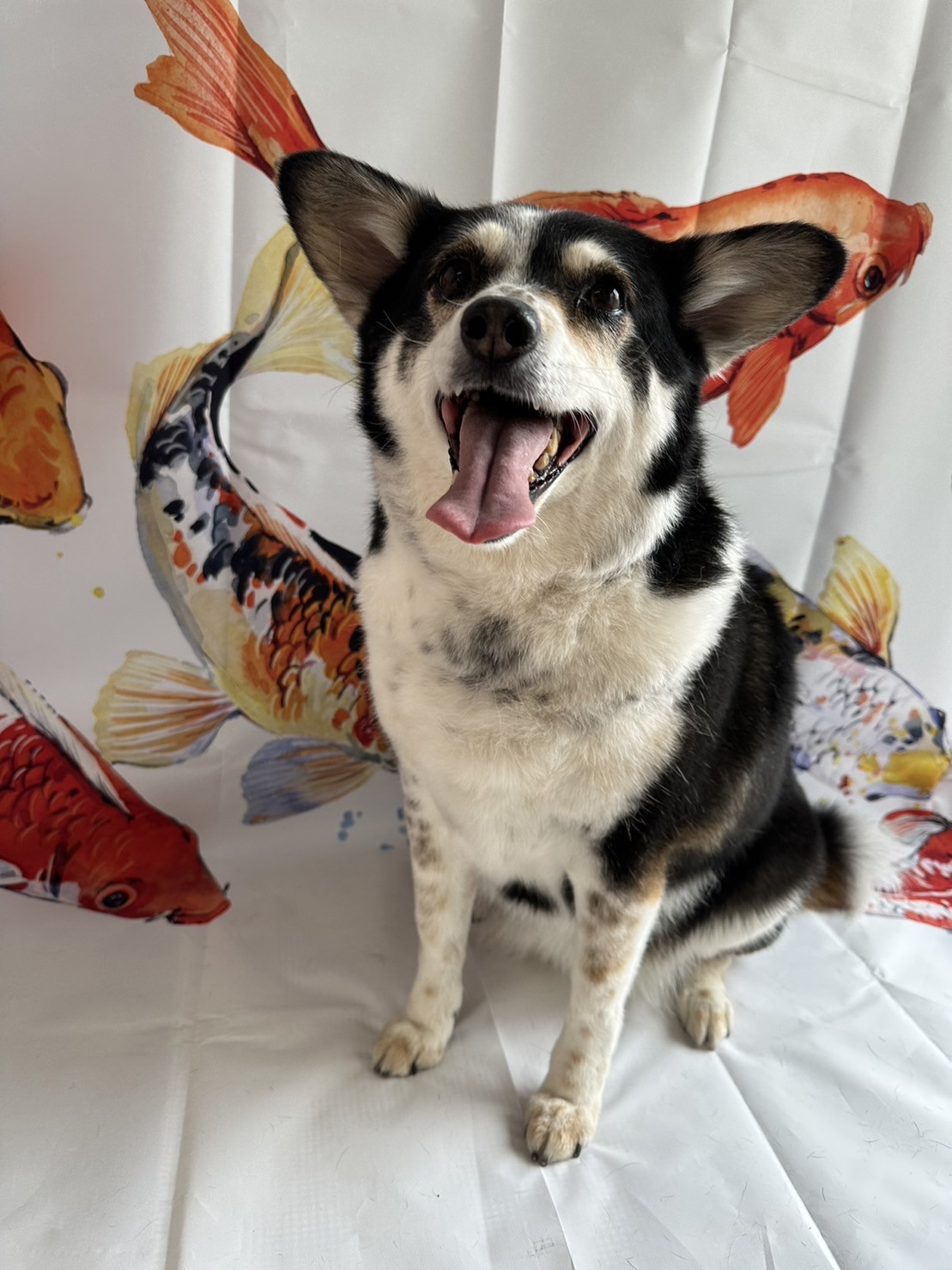 MIXのリーフちゃん グルーミングコース 部分カット