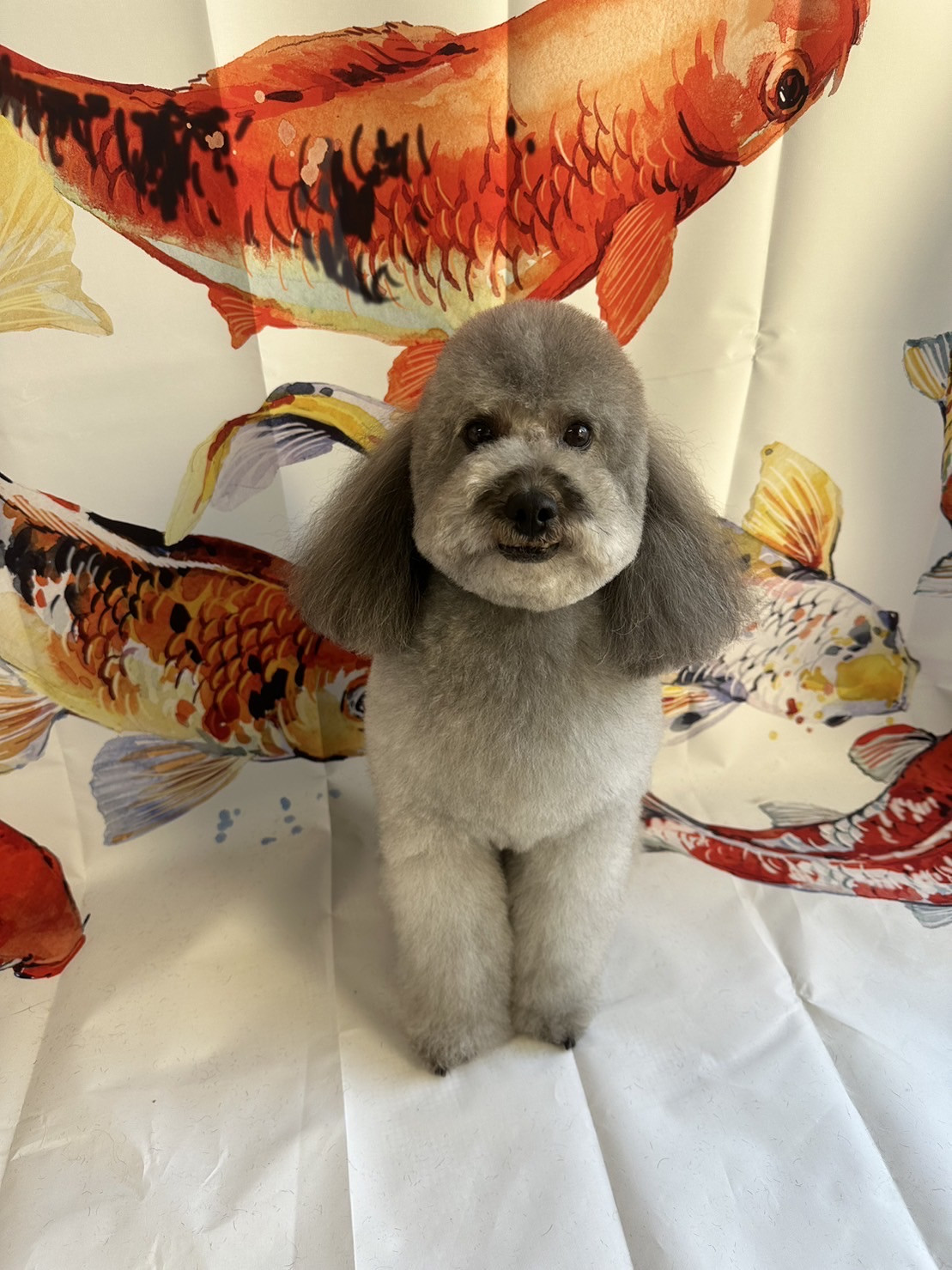 プードルのバロンちゃん トリミングコ ース