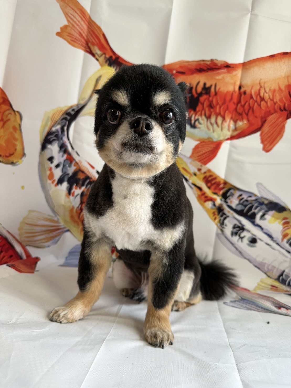 チワワのまろちゃん トリミングコース