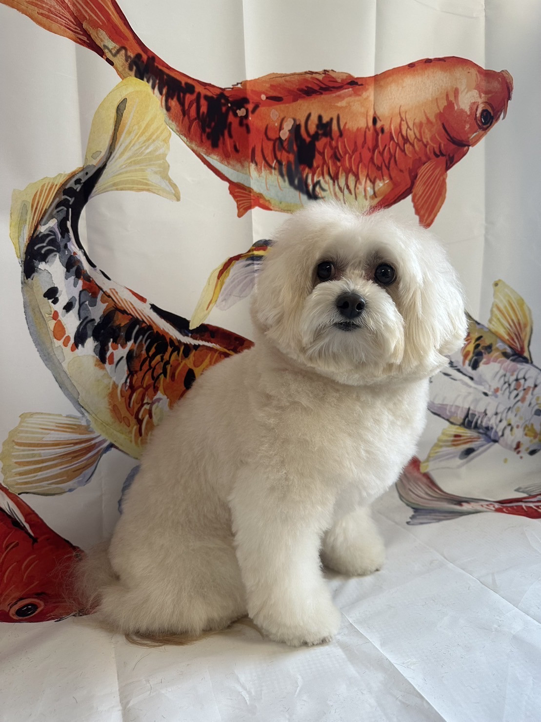 MIXのななちゃん トリミングコース デンタル